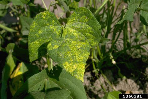 Bean Golden Mosaic Virus Bgmv Begomovirus Bgmv On Common Bean Phaseolus Vulgaris 5360381