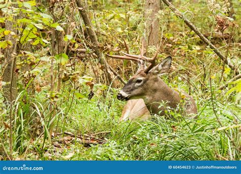 Whitetail Deer Buck Fall Rut Bedded Stock Image Image Of Male Point