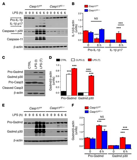 Endothelial Caspase 11 Activation Is Required For Generation Of Mature