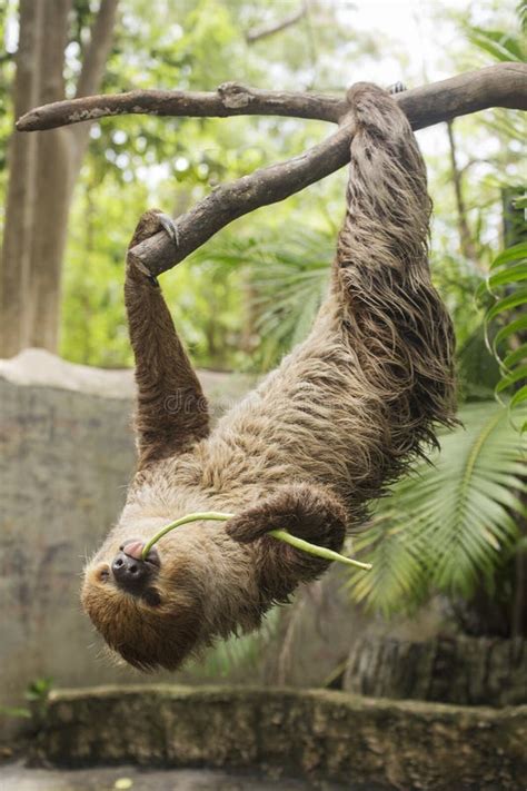 Young Hoffmann S Two-toed Sloth Eating Lentils Stock Photo - Image of ...