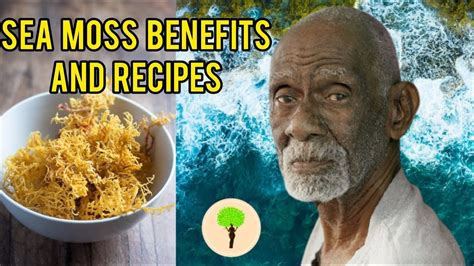 Sea Moss Benefits And Recipes By Dr Sebi Youtube