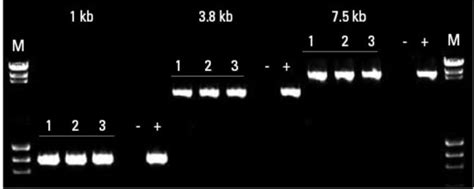 Phusion Blood Direct Pcr Kit Phusion Pcr