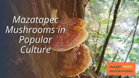 A Comprehensive Guide to the Mazatapec Mushroom Strain