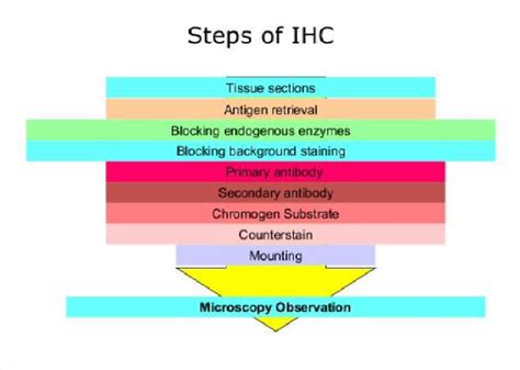 What Is Immuno Histo Chemistry How To Search IHC Laboratory For