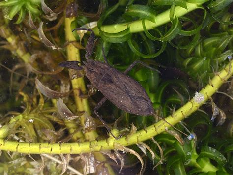 Hydra Viridis Auf Nepa Cinerea Wasserskorpion