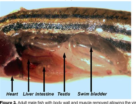 Pdf Dissection Of Organs From The Adult Zebrafish Semantic Scholar