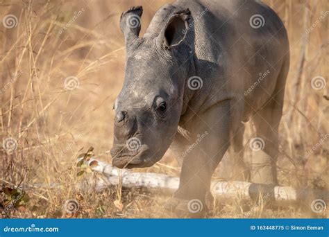 Baby White Rhino Calf In The High Grass Stock Image Image Of Rhinos