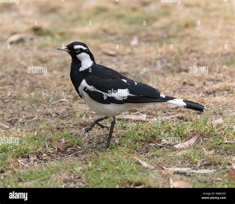 A Magpie Lark Grallina Cyanoleuca In Neil Hawkins Park Lake