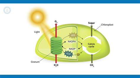 Aquashade Mini-Series: Give Your Algae the Blues | SePRO Corporation