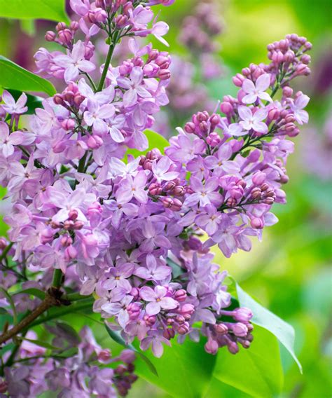 How To Propagate Lilacs Expert Tips For Taking Cuttings Homes And Gardens