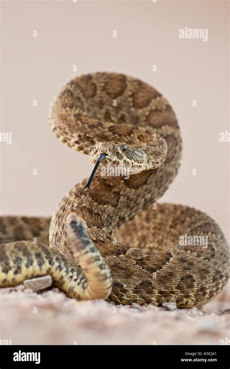 Prairie rattlesnake in strike position Stock Photo - Alamy