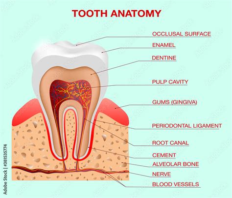 Tooth Anatomy Vector Dental Concept For Medical Banner Or Poster