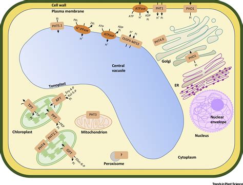 Long Sought Vacuolar Phosphate Transporters Identified Trends In Plant