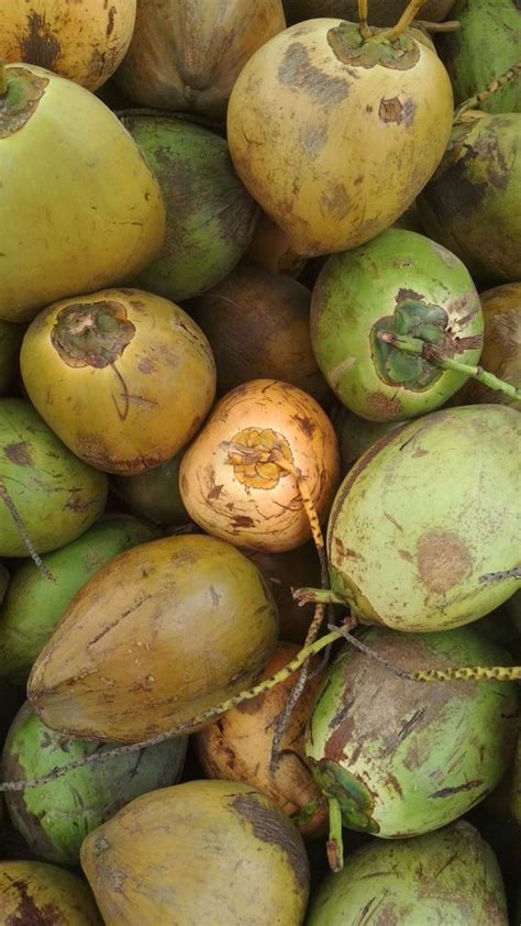 Baru Manfaat Air Kelapa Hijau Untuk Kesehatan Badan