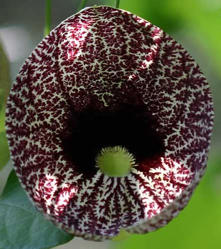 Aristolochia Elegans Aristolochiaceae Dutchman S Pipe Save Our