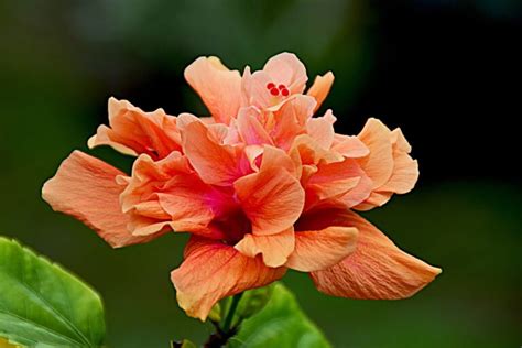 Hibiscus Orange Plant - Santhi Online Plants Nursery