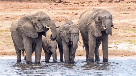 limpopo river wild africa rivers  life season  episode