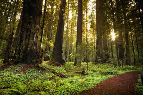 Redwood Highway: Northern California's Most Scenic Drive