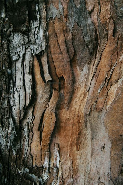 A close up of the bark of a tree photo – Redwood Image on Unsplash