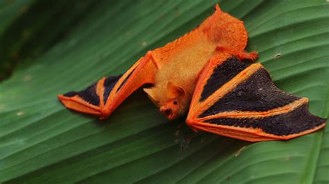 Painted bat found in Bangladesh after 133 years - Bangladesh Post