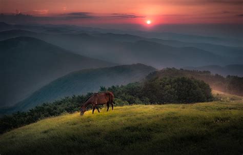 Horse Landscape Wallpapers Top Free Horse Landscape Backgrounds