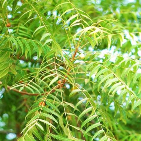 Neem Tree نیم کا درخت Lahore Gulabpk