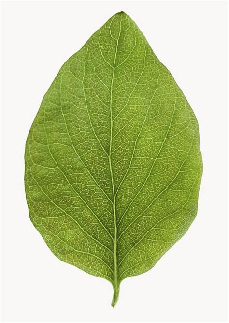 Coca leaf, plant, isolated botanical | Free Photo - rawpixel