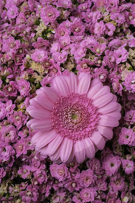 Gerbera Daisy With Kalanchoe Flowers Photograph By Garry Gay Pixels