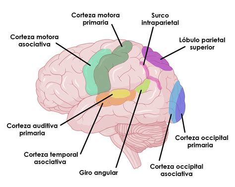 Diagrama Del Cerebro Y Sus Partes Mapa Conceptual De La Estr