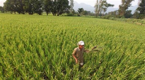 Maharashtra Budget 2018 19 States Big Push For Crop Diversification