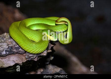 Sunda Island Pit Viper Stock Photo Alamy