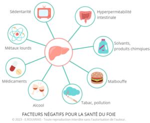 Santé hépatique le foie un acteur essentiel pour notre santé