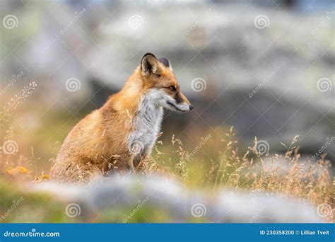 Retrato De Uma Raposa Vermelha Vulpes Sentados Na Relva Foto De Stock