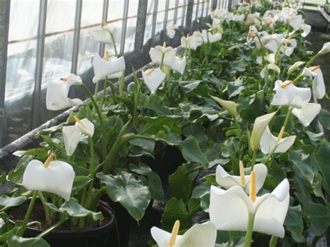 Zantedeschia Aethiopica Lady White