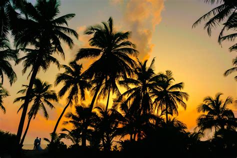 Coconut Trees Sunset – Sunset Sky Creative