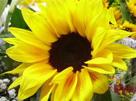 yellow sunflower  stock photo public domain pictures