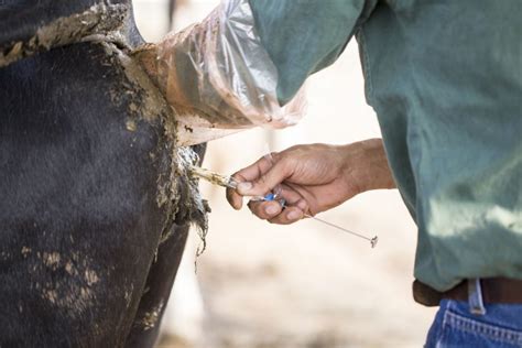 Domine la técnica de inseminación artificial en Ganado Bovino