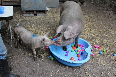 Pigs In The Wood Pig Sanctuary Huddersfield