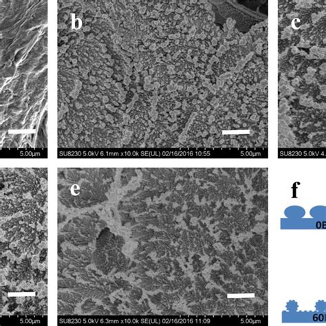 SEM Images Of A Unetched B 15 Min Etched C 30 Min Etched D