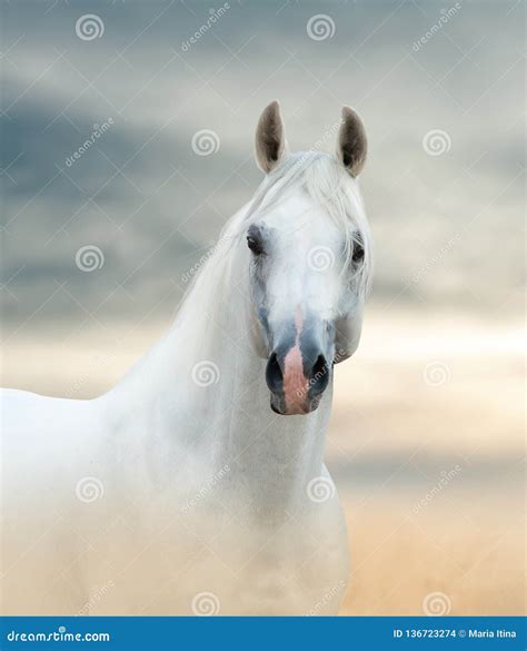 White arabian horse stock photo. Image of arab, sportive - 136723274