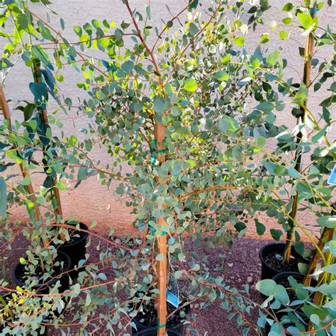 Round Leafed Gum Desert Shade Nursery