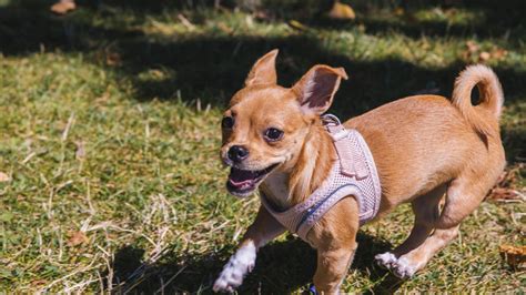 Deer Head Chihuahua Mix