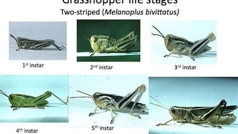 Insect Update Cutworms Flea Beetles Cspw Grasshoppers Canola