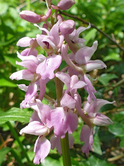 Photographs Of Orchis Mascula UK Wildflowers Whitish Pink Fllowers