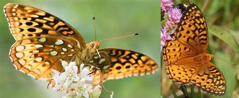 34 Common Butterflies In Kentucky Id Guide Bird Watching Hq