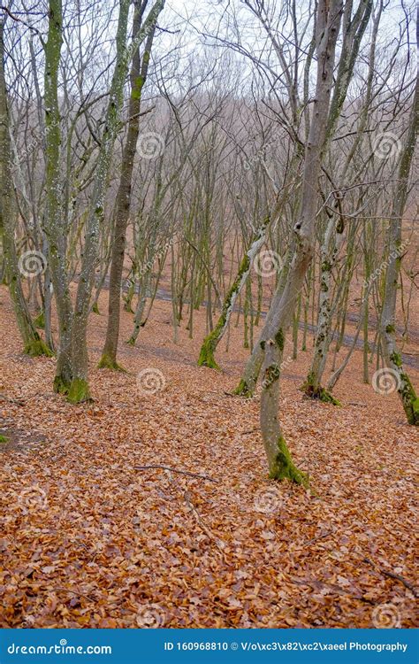 Hoia Baciu skogen Världens Mest Hemsökt Skog Arkivfoto Bild av mest