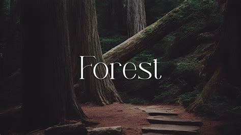 Forest Beautiful Ambient Forest Music Deep Relaxation And