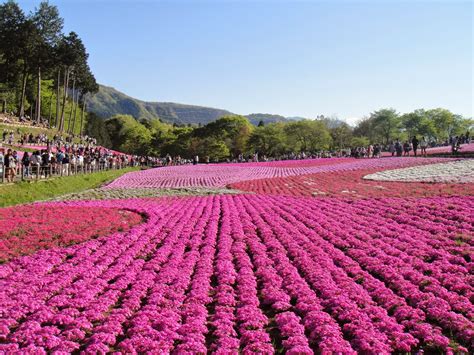 Discover Tokyo - Beautiful places never seen before!: Shibazakura in ...