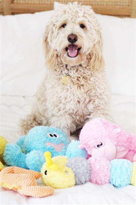 5 Best Dog Toys For Goldendoodles And Labradoodles Patchwork Pet