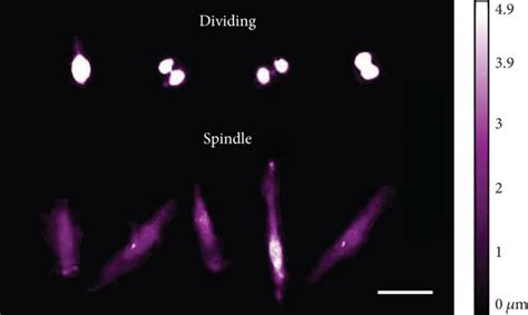 Distinct Morphology Types Of Mscs Described As Dividing And Spindle